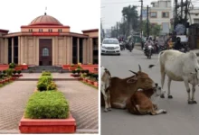 सड़क पर मवेशी छोड़ना पड़ा महंगा, टैग स्कैन कर मालिकों पर FIR